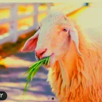 بره نرینه قلم آبی گوسفند