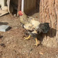 خروس محلی|حیوانات مزرعه|مشهد, ویلاشهر|دیوار