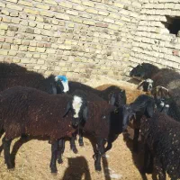 بره نر شیر مست|حیوانات مزرعه|هشتگرد, شهرک صنعتی هشتگرد|دیوار