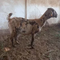 بز  زاییده