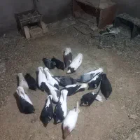 کفتررنگی|پرنده|بوئین زهرا, |دیوار