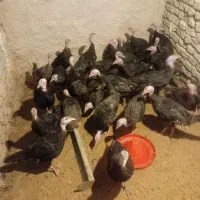 بوقلمون نژاد برنز و بیوتی سیکس