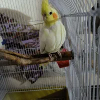 عروس هلندی لوتینو ماده