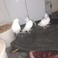 کفترتهرانی ۴تا