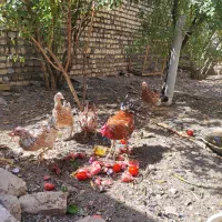 مرغ و خروس گلین چل تاج|حیوانات مزرعه|قم, شهرک توانیر|دیوار