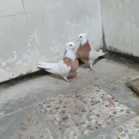 ۲ جفت کبوتر