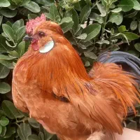 مرغ و خروس مینیاتوری