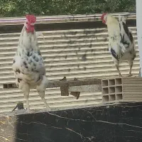 خروس محلی خروس گلین|حیوانات مزرعه|بهشهر, |دیوار