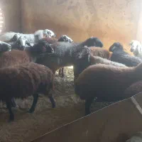 میش  بره قوچ