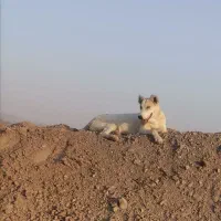 سگ گمشده
