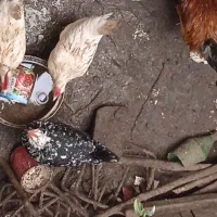 فروش تخم گلین|حیوانات مزرعه|رشت, پیرکلاچای|دیوار