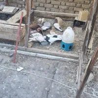 کفتر نقش سینه ای طوقی زرد سرخ سیاه کله زرد