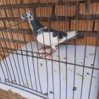 کبوتر پلنگ کرمونی ماده