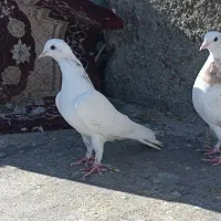 کبوتر|پرنده|سرپل ذهاب, |دیوار