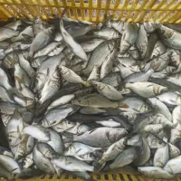 بچه ماهی کپور طلایی،آمور،قزل الا|ماهی|تهران, دانشگاه شریف|دیوار