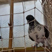 کبوتر باخت رفته|پرنده|رشت, حومه رشت|دیوار