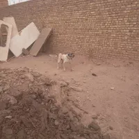 واگزاری. یک عدد سگ نگهبان عالی