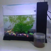 آکواریوم دلسا تمیز