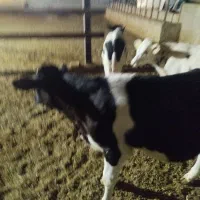 فروش گوساله|حیوانات مزرعه|شیراز, بید زرد|دیوار