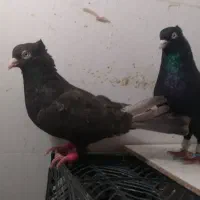 کبوتر زاغ آبدانی