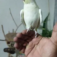 عروس هلندی نر دستی|پرنده|مشهد, شهرک مهرگان|دیوار