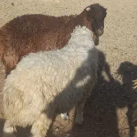 کهره سبک|حیوانات مزرعه|مرودشت, علیآباد|دیوار