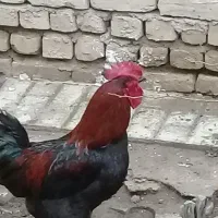 خروس چاق خسه میکنه برا قربانی