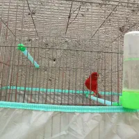 جفت قناری سرخ سوخته