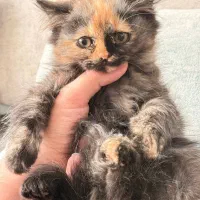 گربه بریتیش ماده