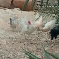 مرغ خروس|حیوانات مزرعه|آبدان, |دیوار