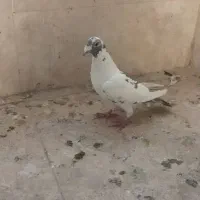 4تا کبوتر پلاکی درجه یک