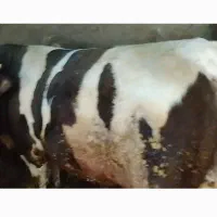 گوساله سمینتال