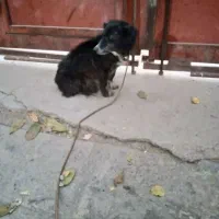 حیوانات خانگی|سگ|کرمانشاه, |دیوار