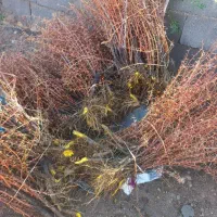 *نهال زرشک و عناب*