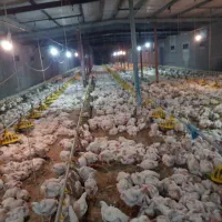 اجاره یک واحد مرغداری ۵۰،۰۰۰ قطعه ای|اجارهٔ دفتر صنعتی، کشاورزی، تجاری|کاشمر, |دیوار