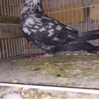 کبوتر سوسکی