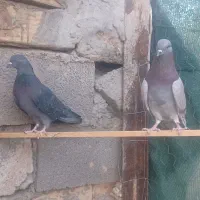 یک جفت نرو ماده دهن خورده|پرنده|سمنان, |دیوار