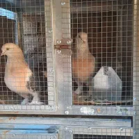 کبوتر سوسنی ترکیه ای ماده