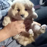 واگذاری ماده