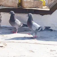 یک جفت سبز عتیغه عالی به شرط آسمان
