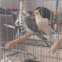 عروس هلندجفت نرسخنگو