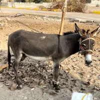 الاغ|حیوانات مزرعه|تخت, |دیوار