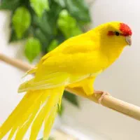 طوطی کاکاریکی|پرنده|شیراز, وصال|دیوار