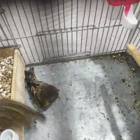 دوتا گلبسر گلدار|پرنده|بهار, |دیوار