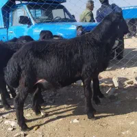 5عدد بره قوچ انتیک نمونه قره قزل|حیوانات مزرعه|شاهین دژ, |دیوار