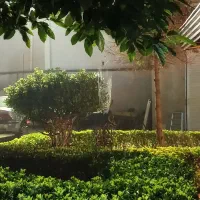 یک گربه خانگی پیدا شده