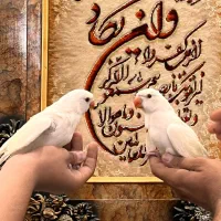 ۲ عددطوطی ملنگو رنگ خاص کرمینو چشم فالو|پرنده|تهران, فدک|دیوار
