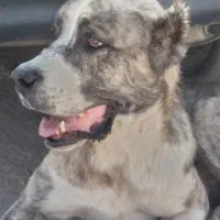 حیون شجر دار