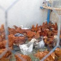 جوجه محلی خروس