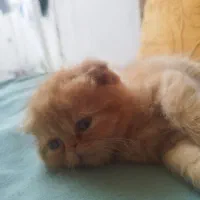 گربه اسکاتیش|گربه|گرگان, |دیوار